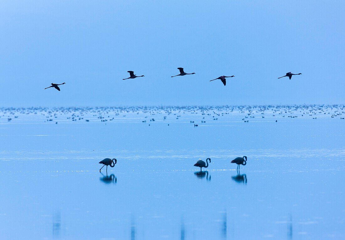 Lesser flamingo, Rift valley, Kenia, Africa.