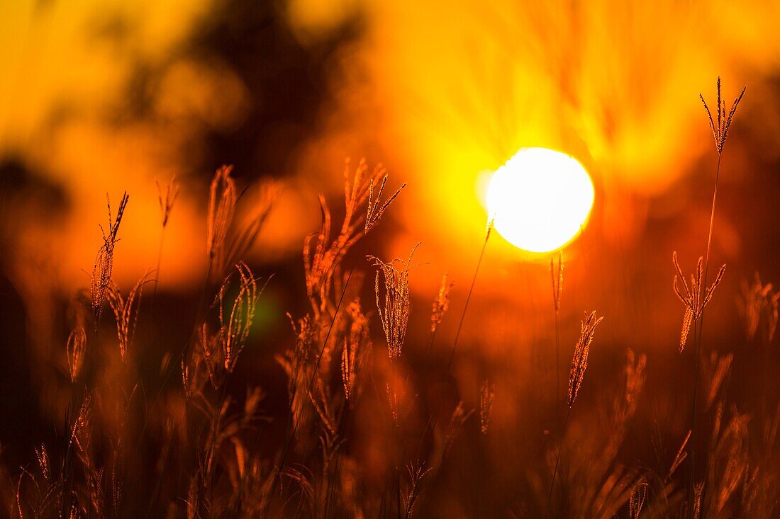 Okavango Delta, Botswana, Africa.