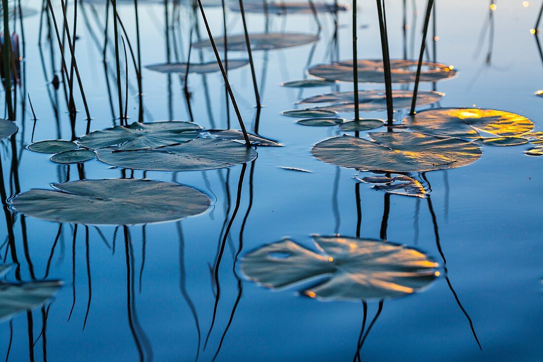 Water lily, Okavango Delta, Botswana, Africa.