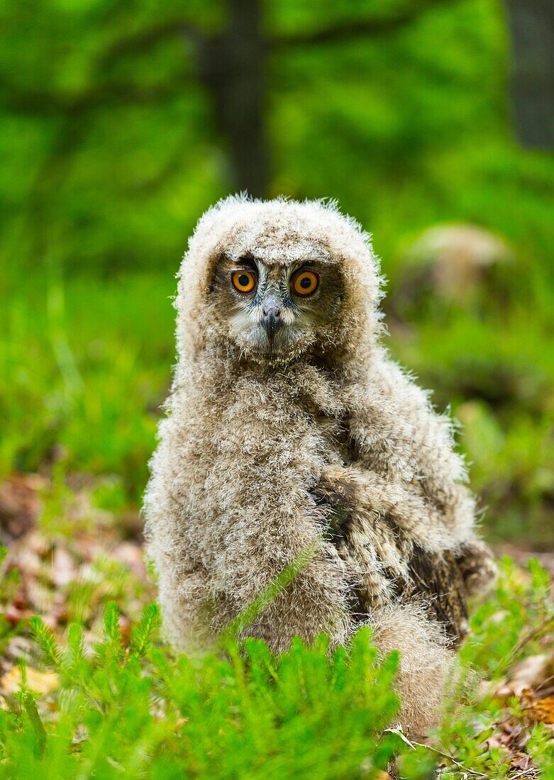 Eurasian Eagle-Owl Bubo bubo. Saja Natural Park. Cantabria. Spain