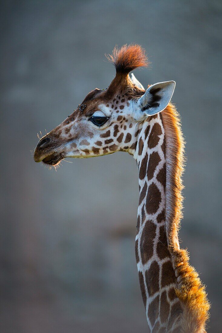 Rothschild´s giraffe (Giraffa camelopardalis rothschildi), Kenya, Africa