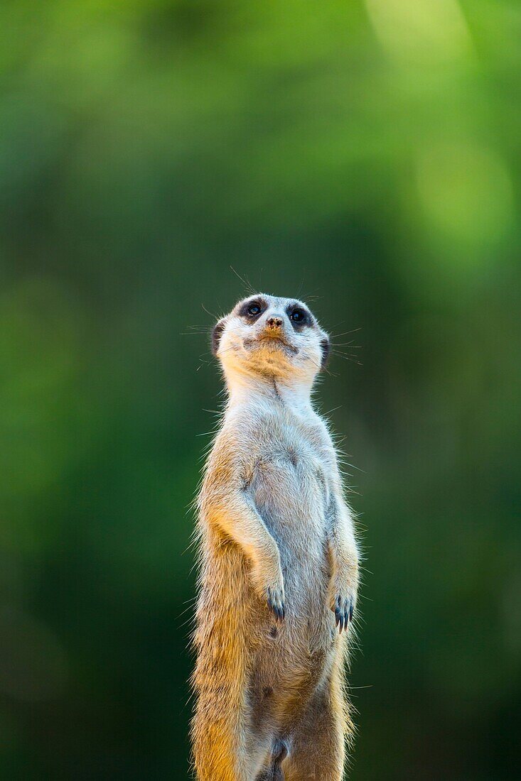 Meerkat or suricate (Suricata suricatta), Namib, Africa