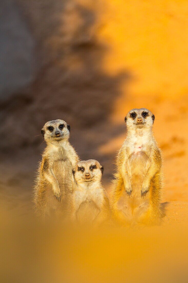 Meerkat or suricate (Suricata suricatta), Namib, Africa