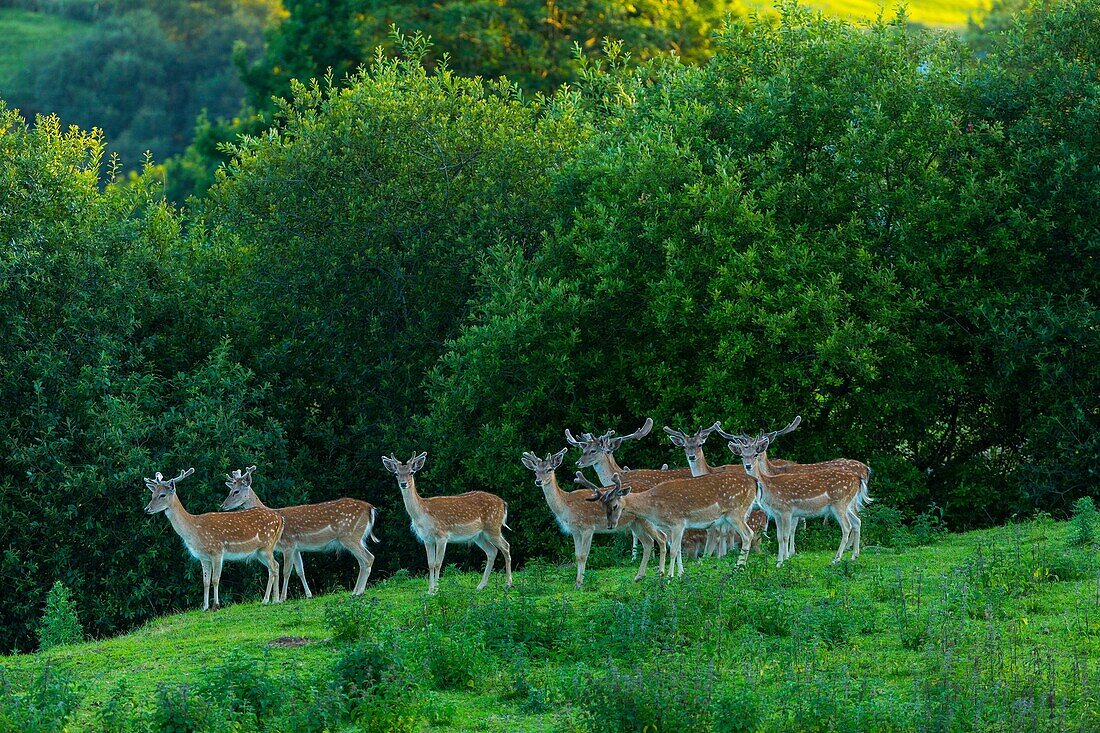 Fallow deer Dama dama. Cabarceno Natural Park. Cantabria. Spain