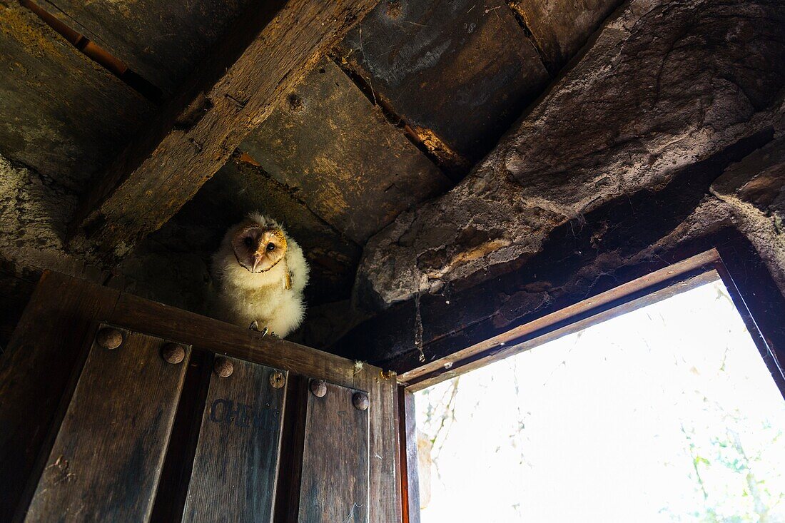 Barn Owl Tyto alba. Cantabria. Spain