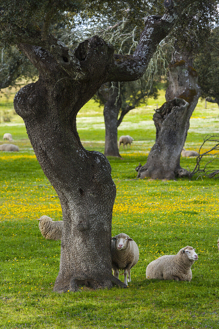 Sheep Ovis aries, Holm Oak or Holly Oak forest Quercus ilex, Monfragüe National Park, Cáceres, Extremadura, Spain, Europe.
