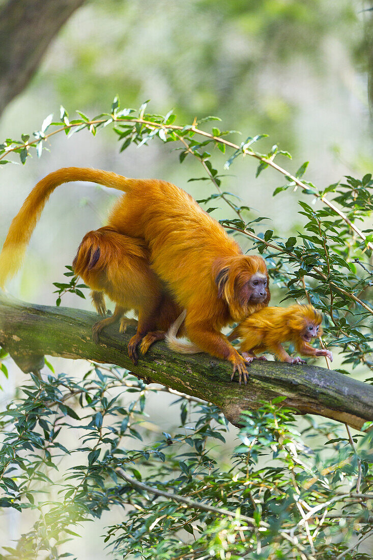 GOLDEN LION TAMARINLeontopithecus rosalia. Apenheul Zoo, Holland.