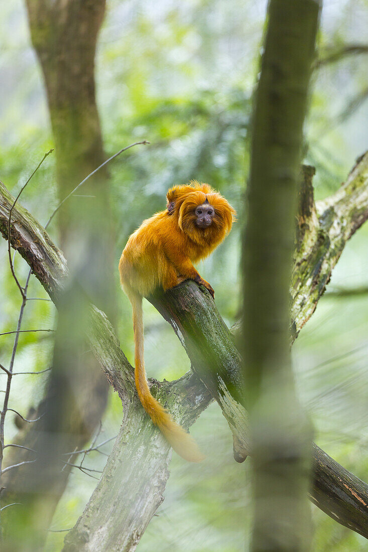 GOLDEN LION TAMARINLeontopithecus rosalia. Apenheul Zoo, Holland.