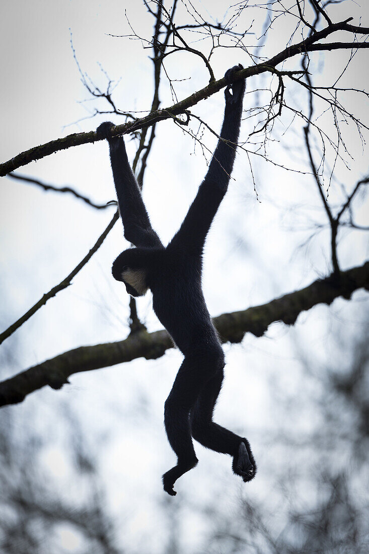 Black crested gibbon Nomascus concolor. Apenheul Zoo, Holland.