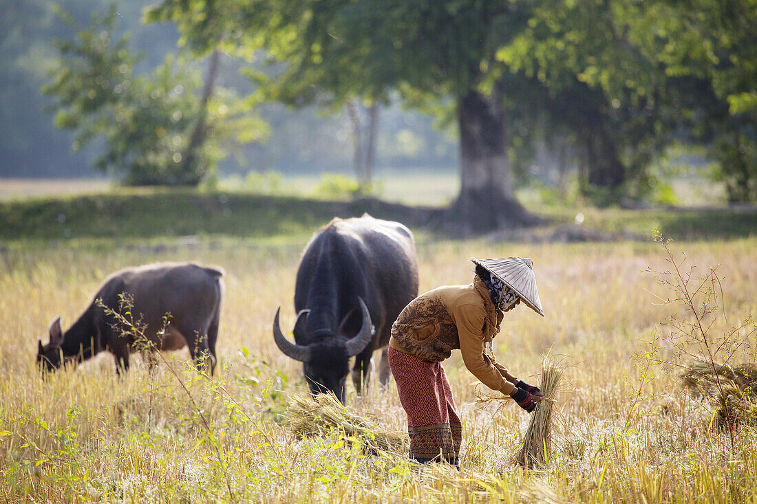 Don Det, eine Insel im Mekong-Fluss, 4000 Inseln in Südlaos.