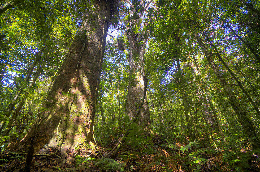 Large Kauri Tree Avicennia resinifera at Trounson Kauri Park, Northland, New Zealand