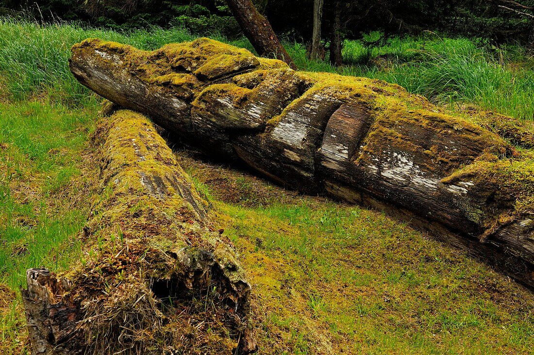 K'uuna Llnagaay (Skedans, Koona) village site- Fallen mortuary pole featuring a grizzly bear, Haida Gwaii (Queen Charlotte Islands) Gwaii Haanas NP, British Columbia, Canada.