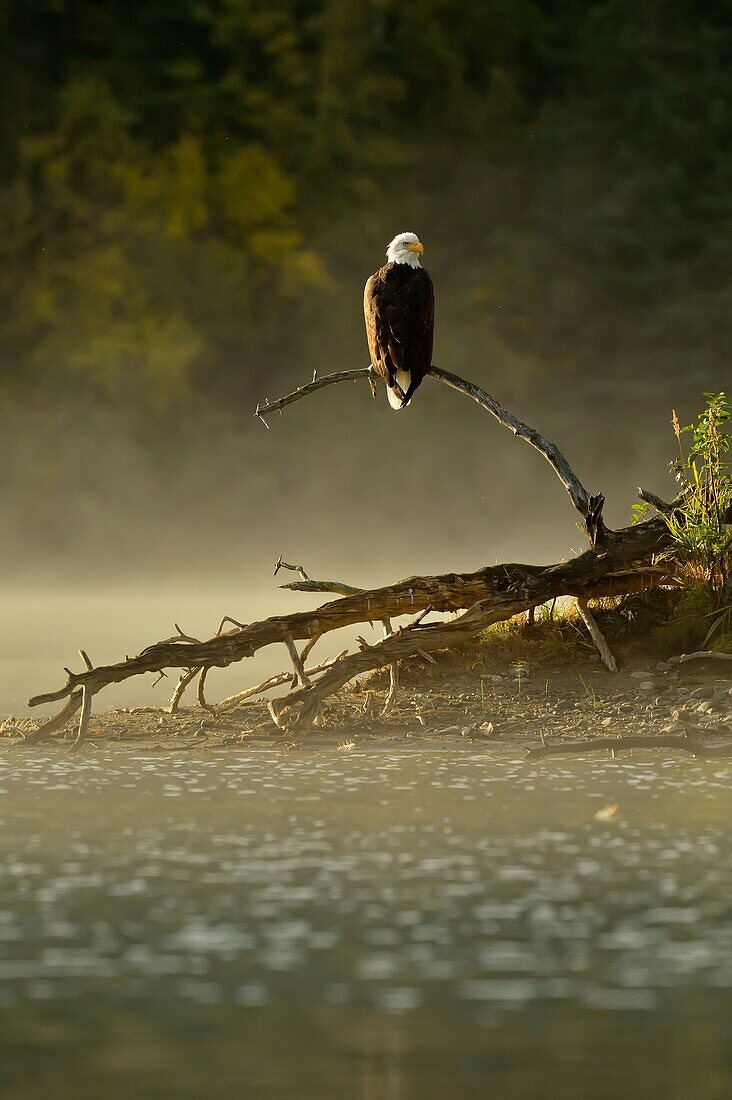 Bald Eagle (Haliaeetus leucocephalus) Alert for spawnig salmon and salmon carcasses along the Chilko River.