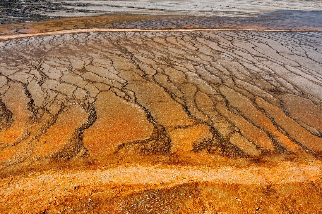 Thermophyllic algae colonies near Grand Prismatic Spring in the Midway Geyser Basin, Yellowstone NP, Wyoming, USA.