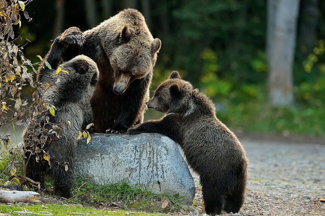 Grizzly bear (Ursus arctos)- Family interacting along the shore of a salmon river during the autumn spawning season, Chilcotin Wilderness, BC Interior, Canada.