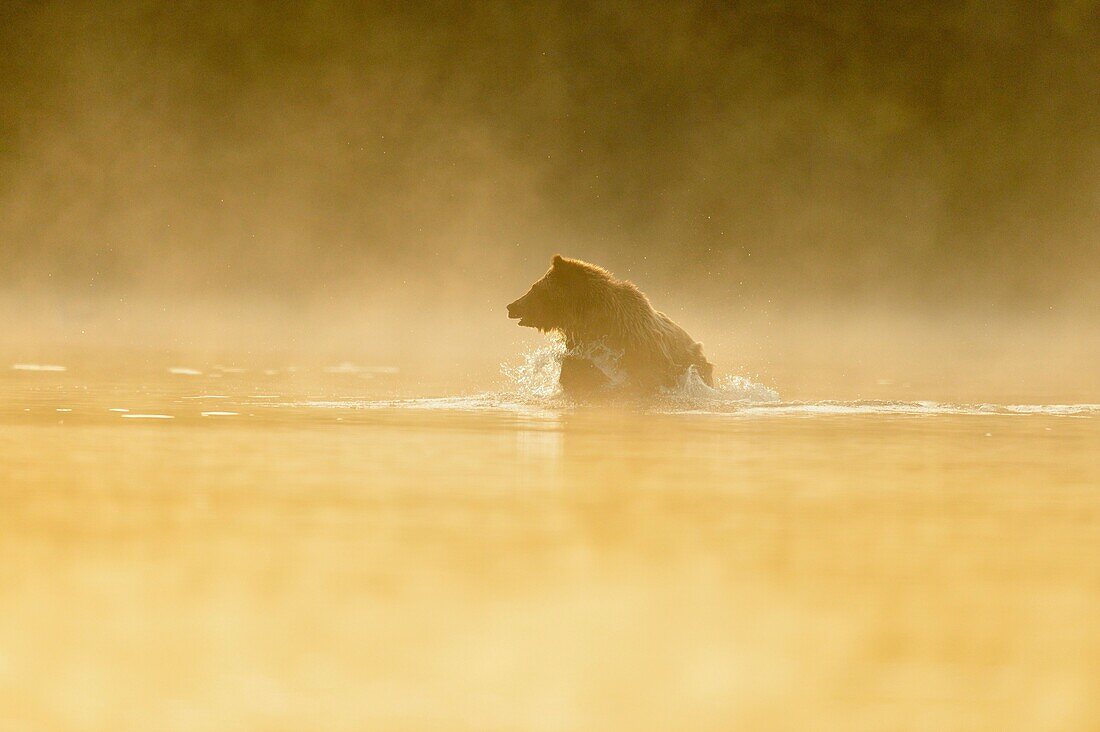 Grizzly bear (Ursus arctos)- Yearling (second-year) cub splashing in a salmon river during the autumn spawning season, Chilcotin Wilderness, BC Interior, Canada.