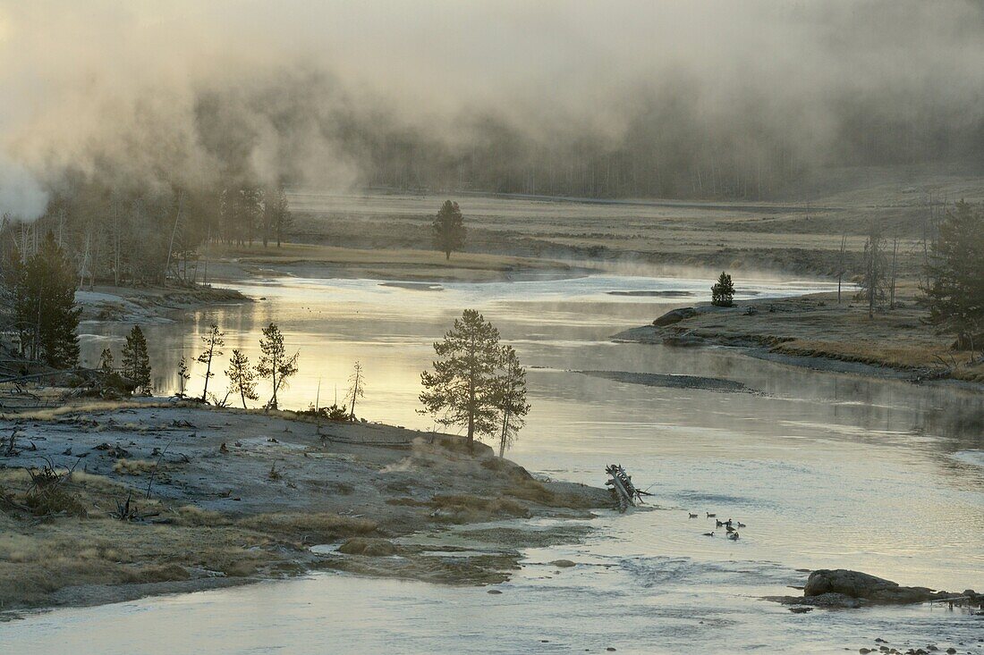 Morning mists on the Yellowstone River near the Mud Volcano, Yellowstone NP, Wyoming, USA.