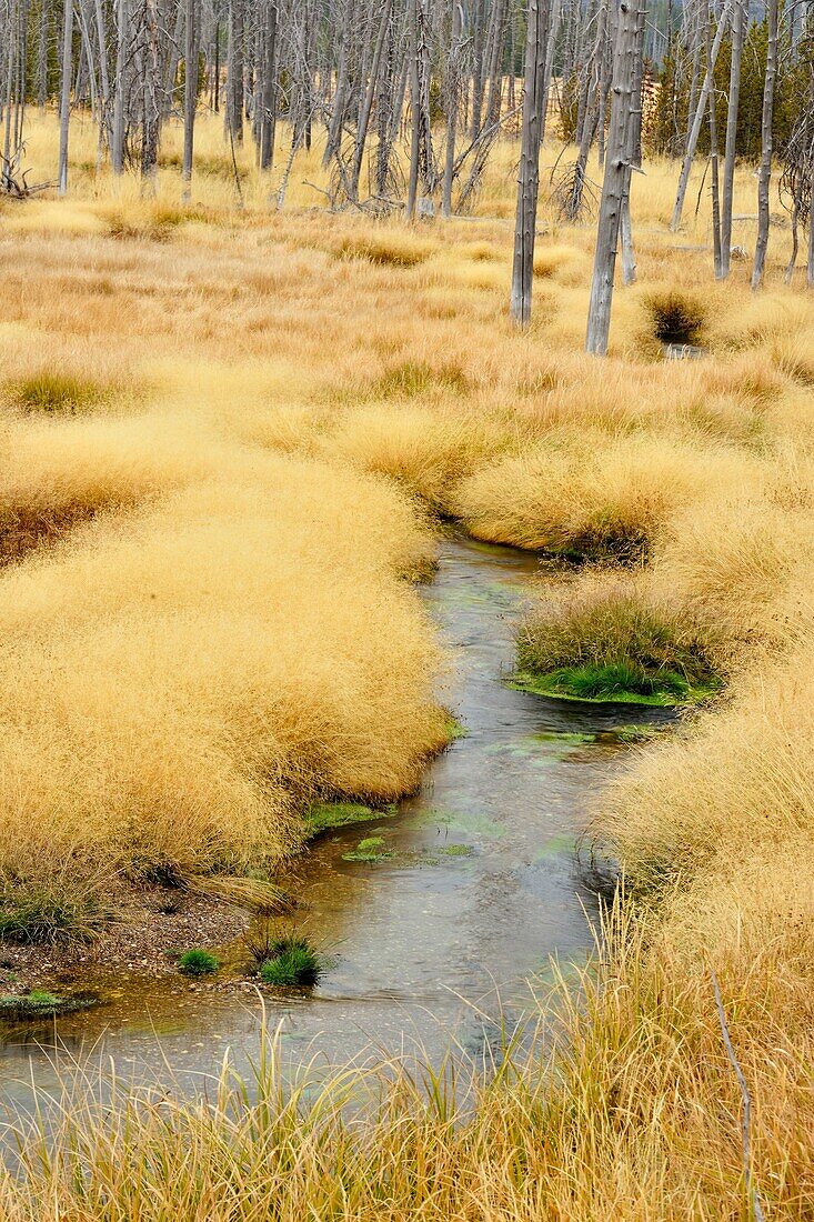 Dead snags and grasses near Obsidian Creek, Yellowstone NP, Wyoming, USA.