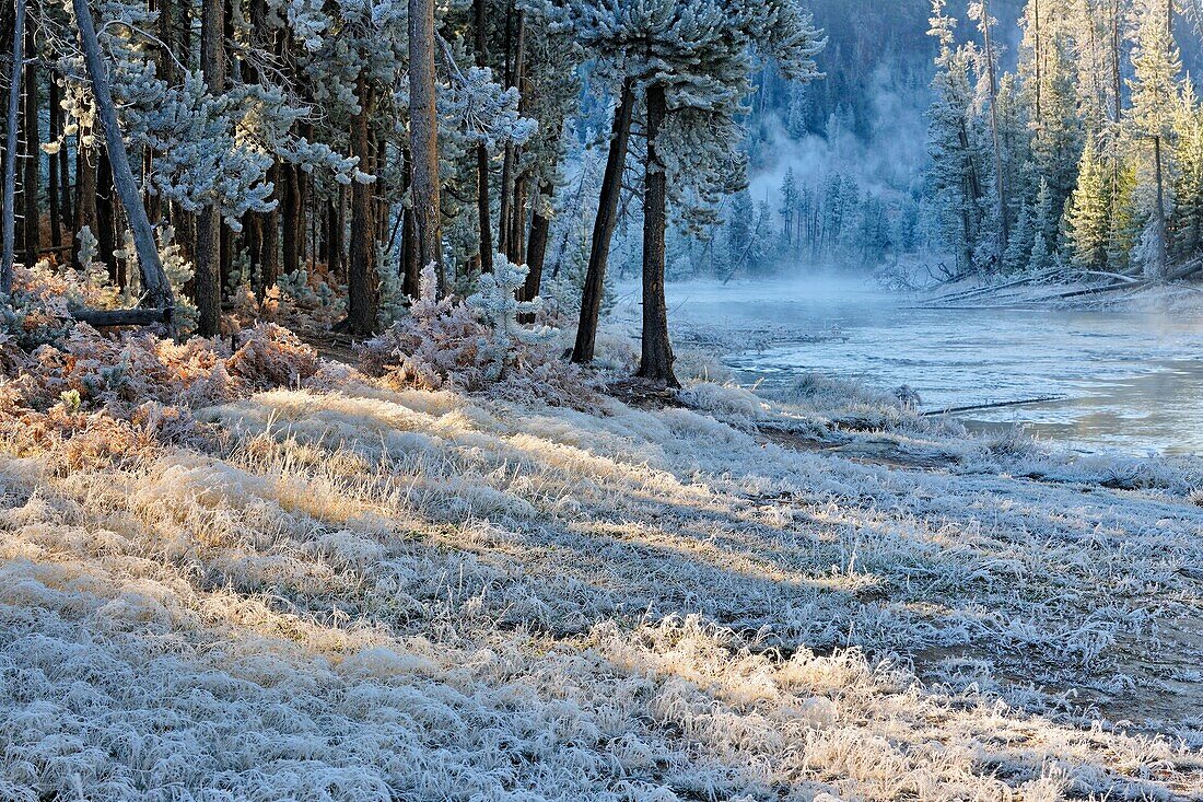 Frosted ferns and pines in a woodland near the Gibbon River, Yellowstone NP, Wyoming, USA.