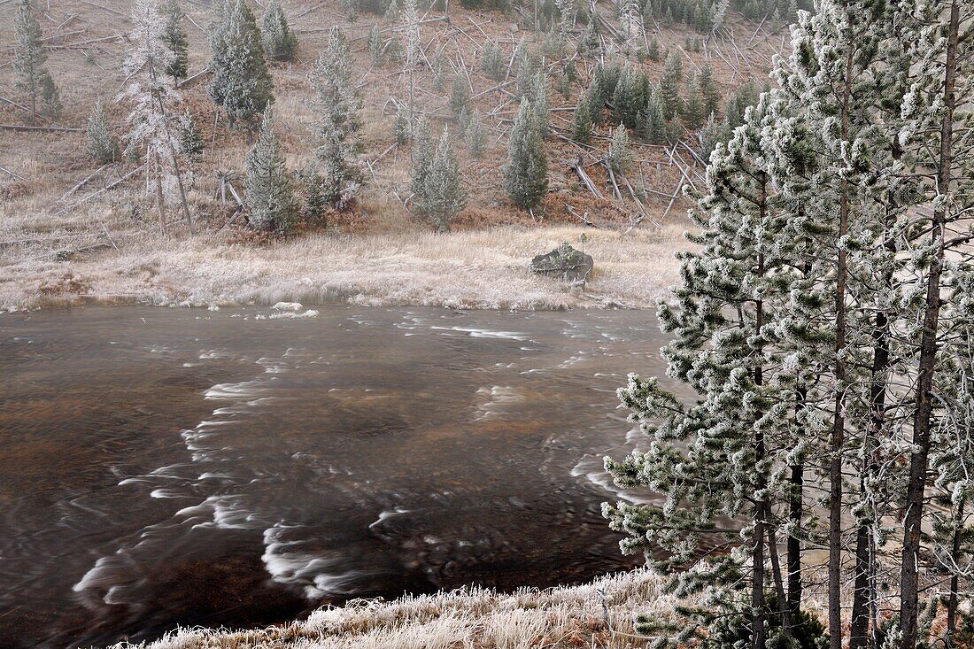 Morning frost around the Gibbon River near Beryl Spring, Yellowstone NP, Wyoming, USA.