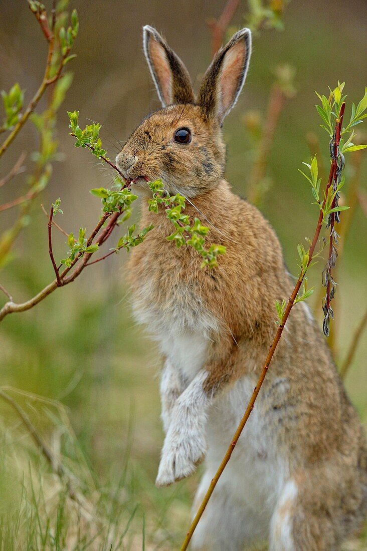 Varying/snowshoe hare (Lepus americanus) Eating willow.