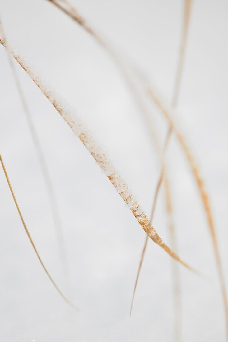 Red top (Agrostis gigantea) grass blades with a light dusting of snow.