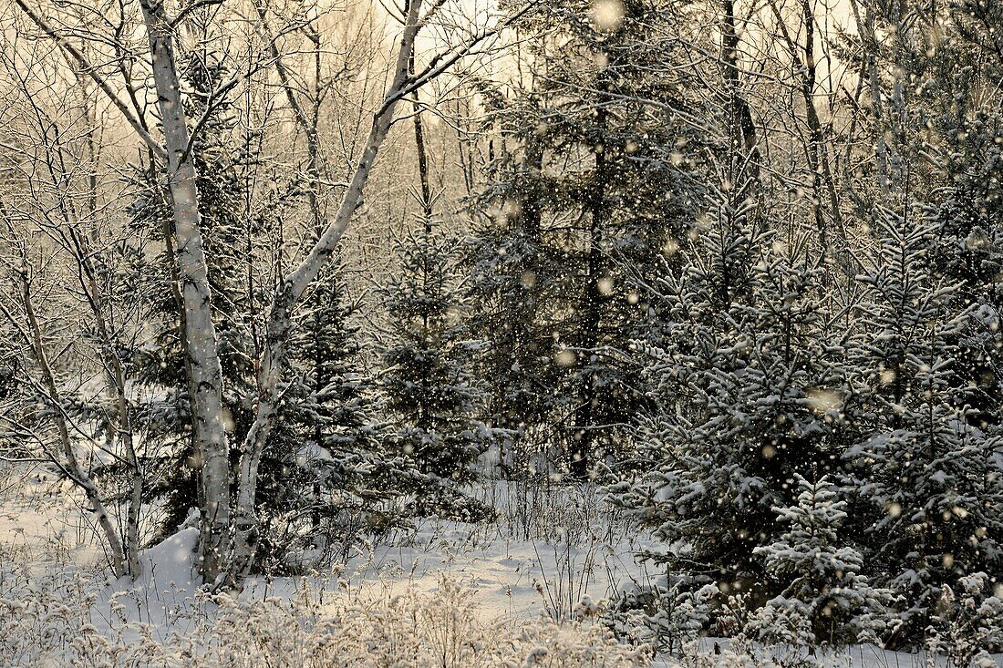 Winter trees dusted with a light snowfall, Greater Sudbury (Lively), Ontario, Canada.
