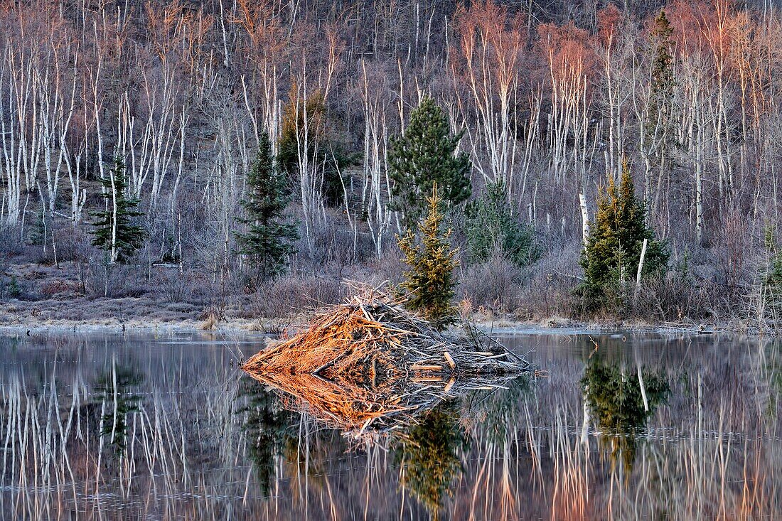 Beaverpond in early spring at dawn, with beaver lodge, Greater Sudbury , Ontario, Canada.