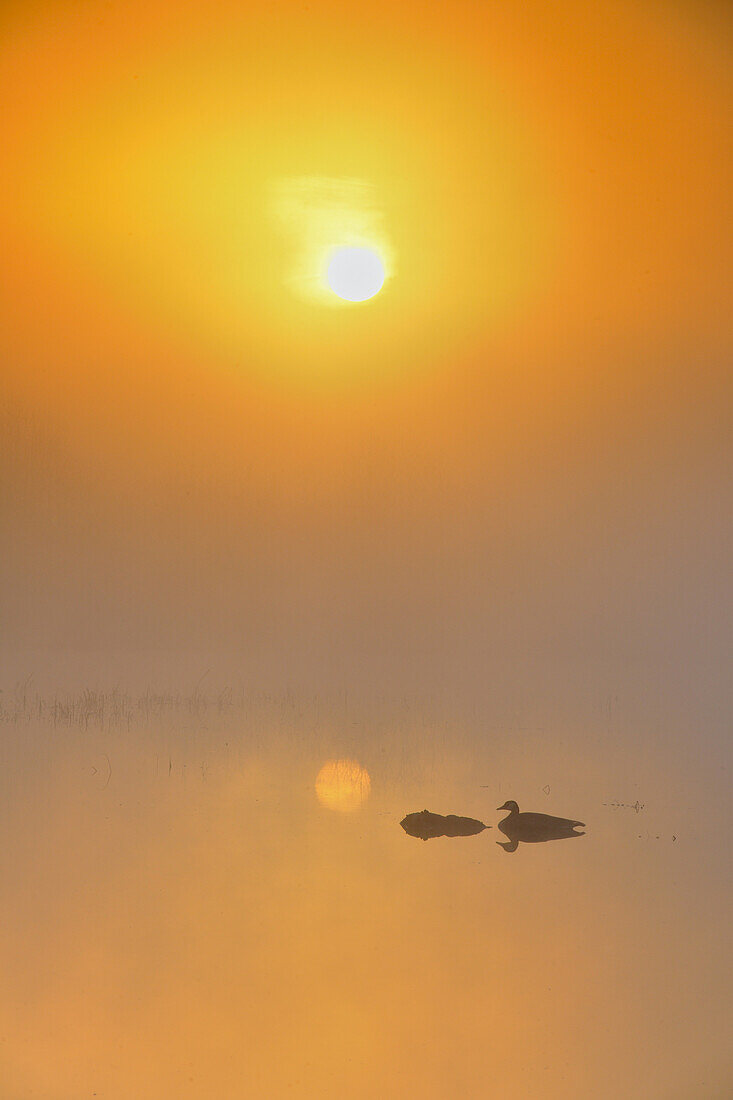 Sunrise at a foggy beaverpond, Greater Sudbury , Ontario, Canada.