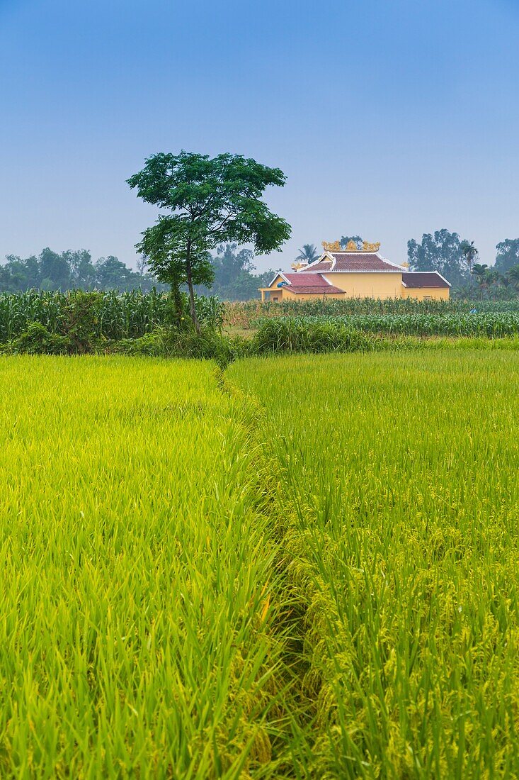 Rice fields outside Kim Bong Village near Hoi An, Vietnam, Asia.