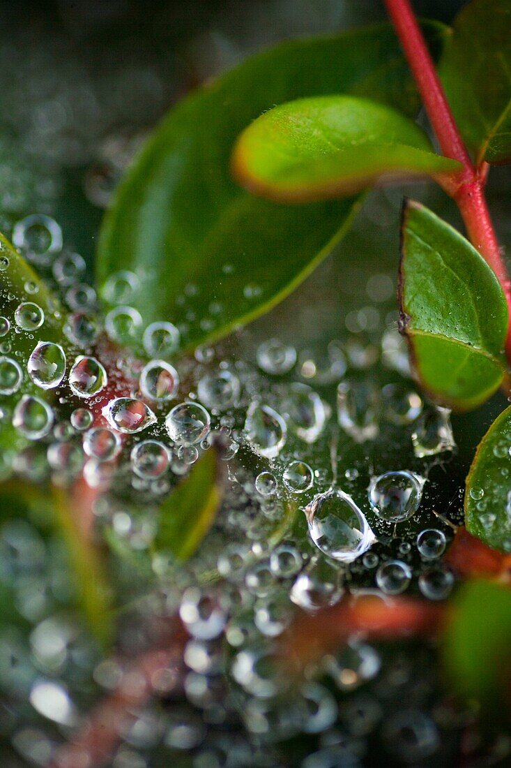 dew drops on spider web