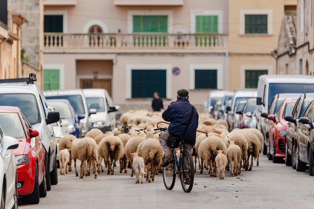 flock of sheep through the streets of Llucmajor, mallorca, Balearic Islands, Spain, europe.
