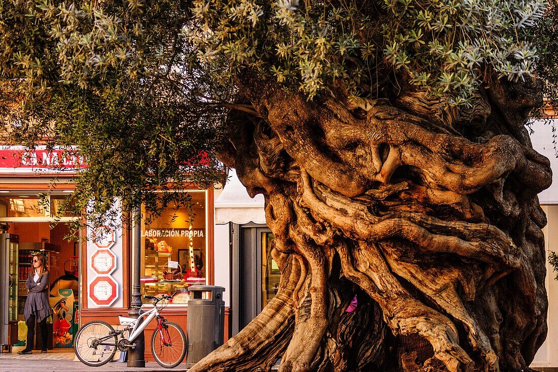 Cort olive, Olea europaea var. Europaea, Palma, Mallorca, Balearen, Spanien, Europa