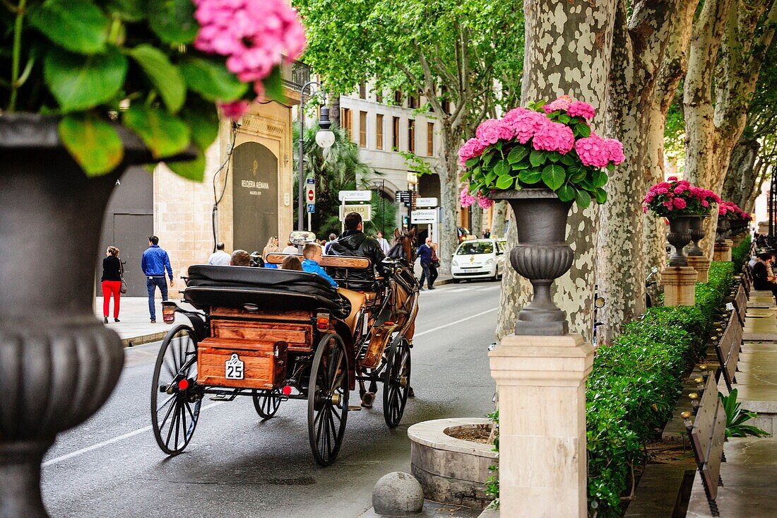 Pferdekutsche, Passeig del Born, Passeig del Born-, Palma, Mallorca, Balearische Inseln, Spanien, europa