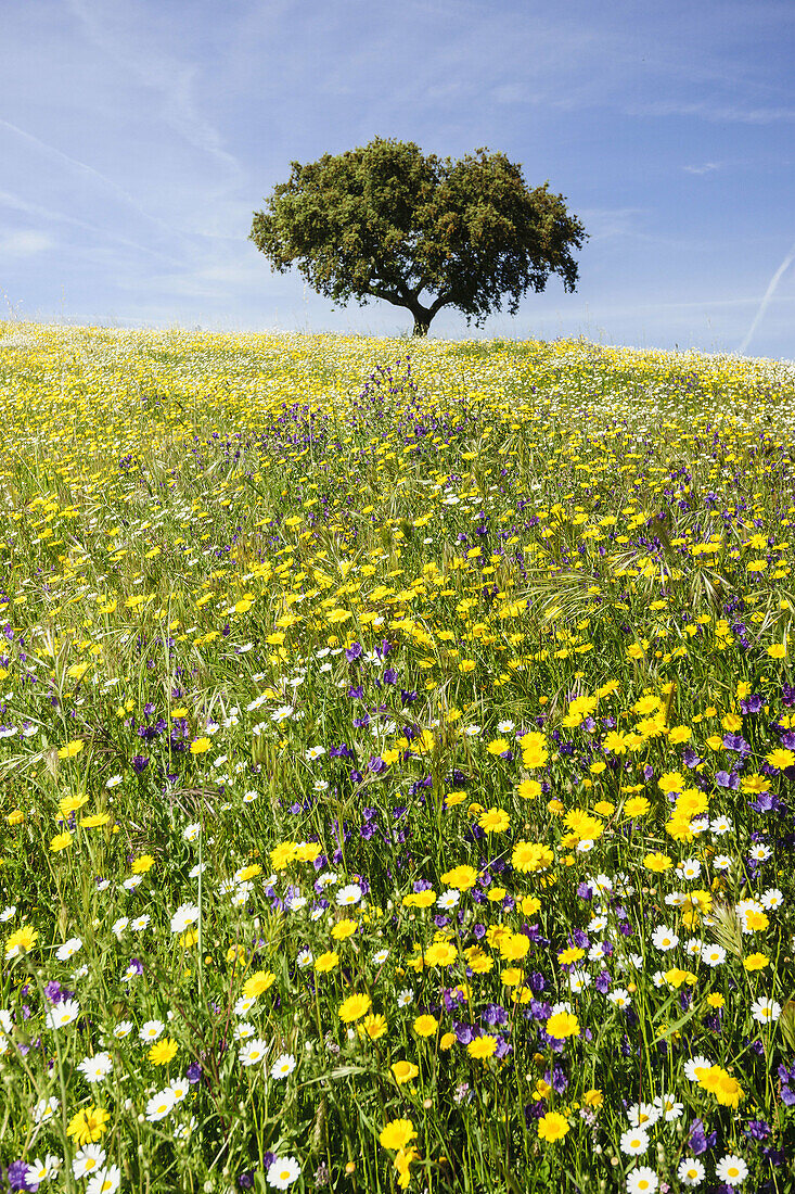 Dehesa (Weide) im Frühling, Campo Maior, Alentejo, Portugal