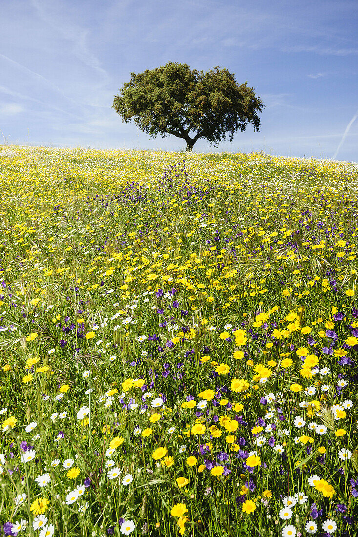 Dehesa (pasture) in spring, Campo Maior, Alentejo, Portugal.