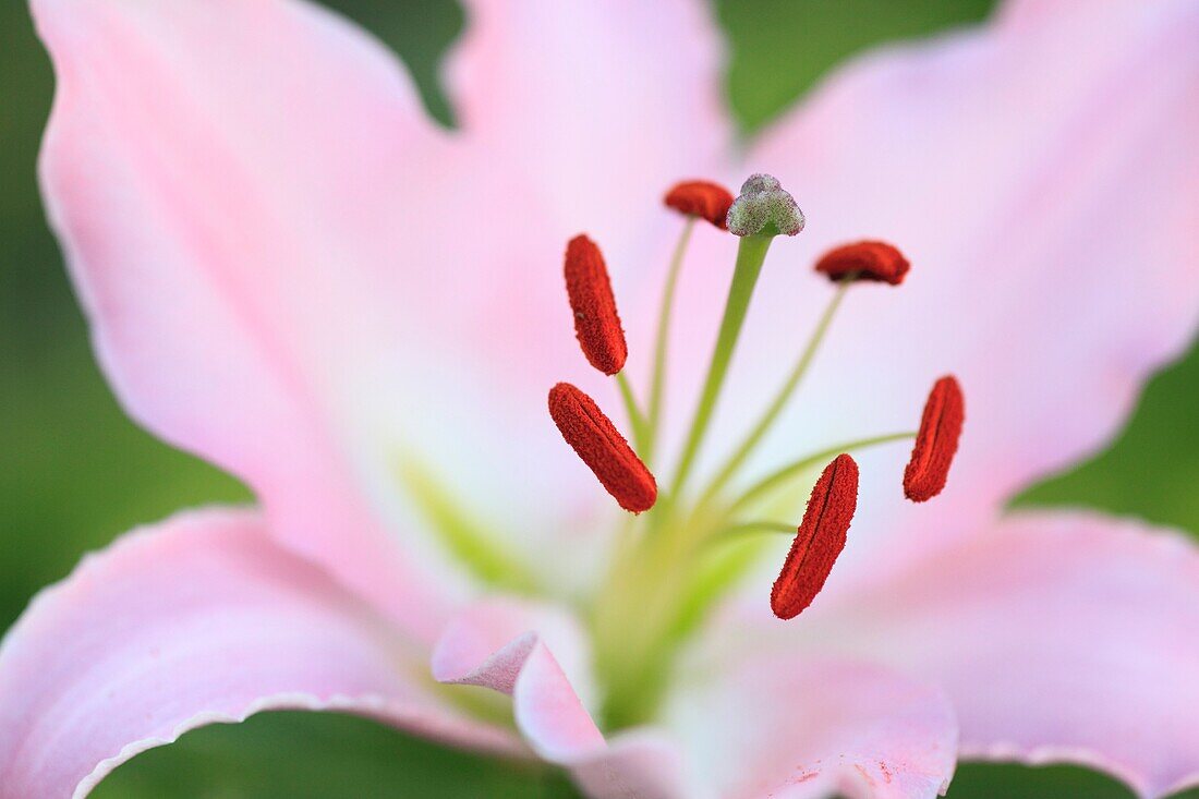 Lily close up