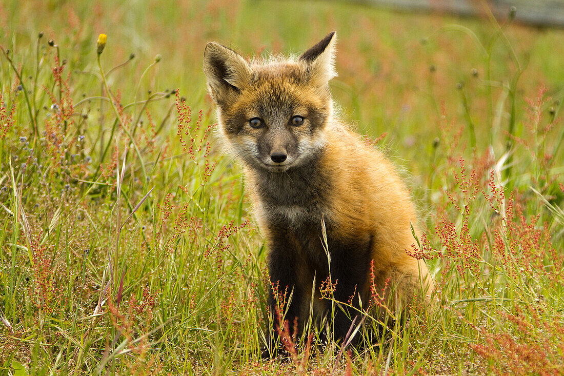 Kit Red Fox at South Beach.