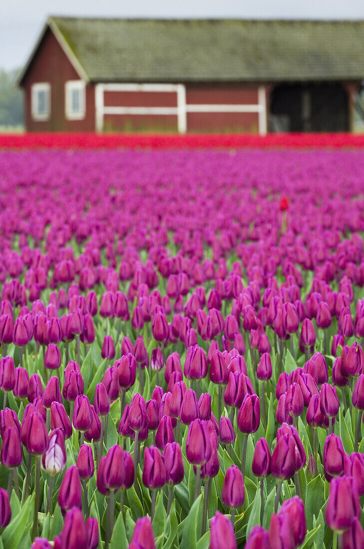 Skagit Valley Tulip Fields, Washington.