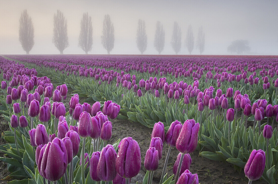 Foggy Sunrise over the Skagit Valley Tulip Fields.