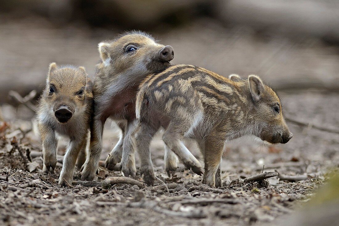 Wild boar (Sus scrofa), piglets, captive, Germany
