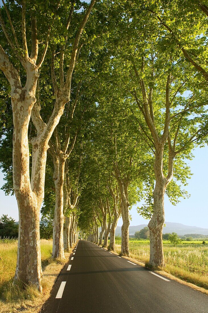 'Plane Trees; Platanus orientalis; Trees Lined Road in Provence; France.'