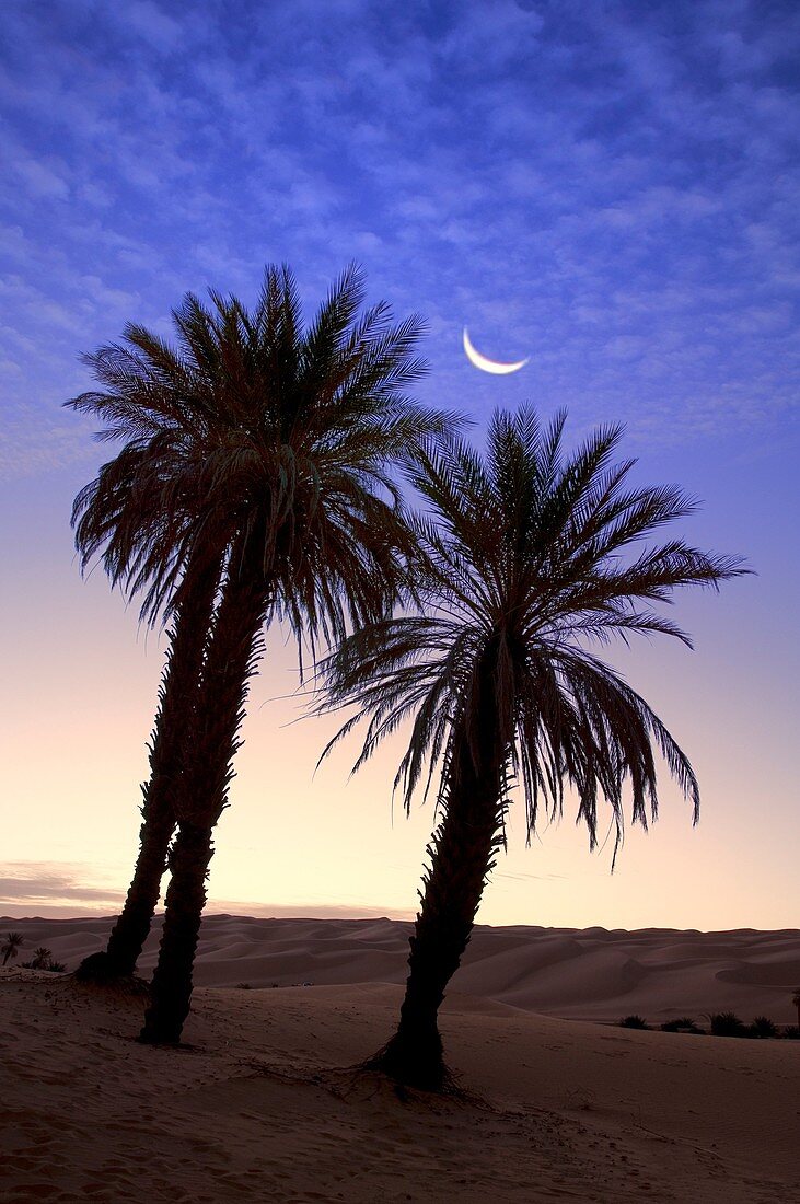 'Palm Tree; Libyan Arab Jamahiriya; Libyan Desert.'