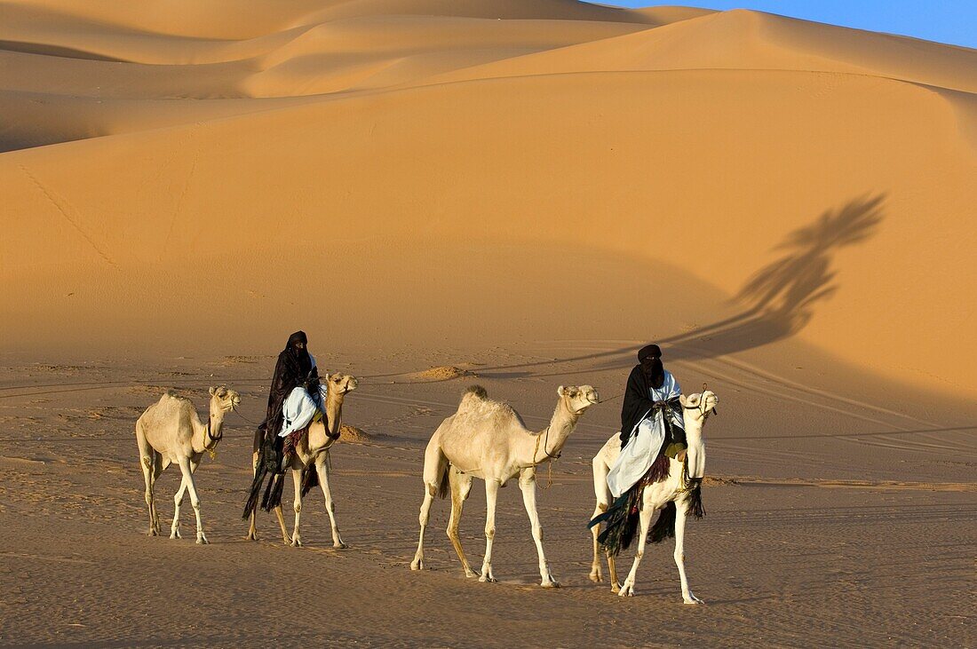 'Tuaregs riding Camels; Libyan Arab Jamahiriya; Libyan Desert.'