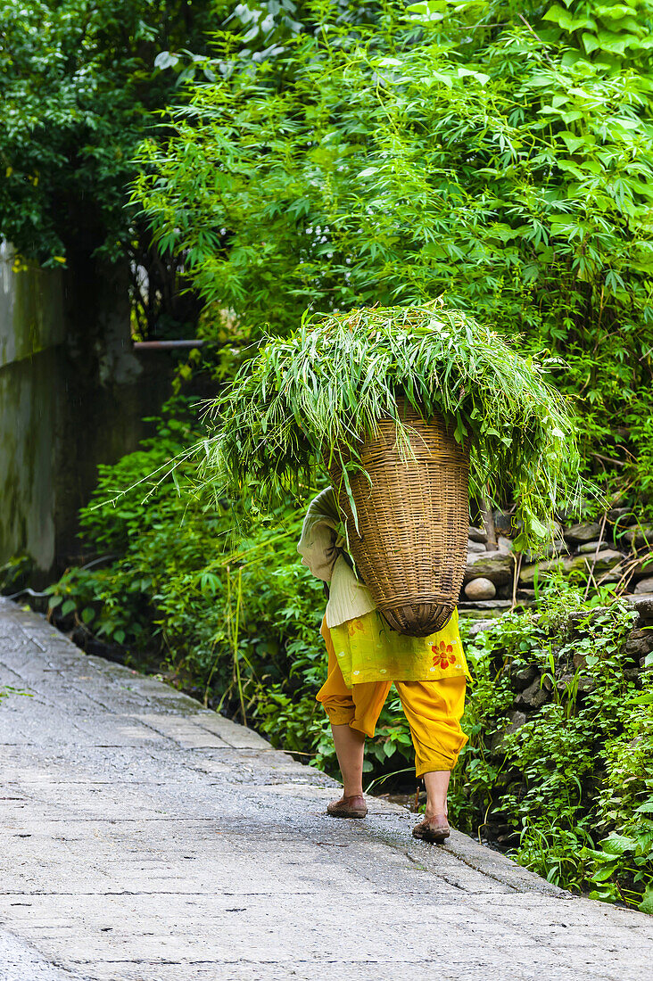 Women carrying fresh grass in baskets on their backs for their cows, Old Manali, Himachal Pradesh, India.