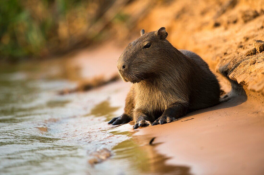Capybara (Hydrochoerus hydrochaeris), lying on the sand bank of a river, Pantanal, Brazil.