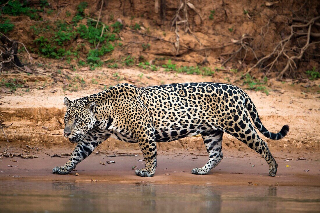Jaguar, walking along the sand bank of a river, Pantanal, Brazil.