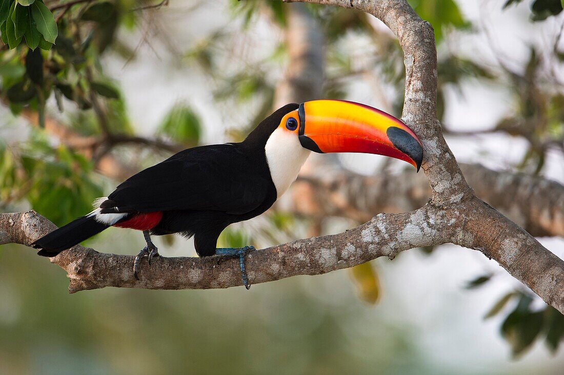 Toco toucan (Ramphastos toco), Pantanal, Brazil.