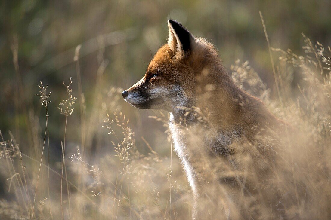 Red fox (Vulpes vulpes), National Park Gran Paradiso, Italy.