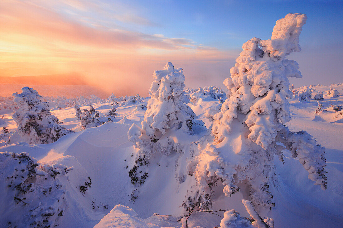 Mont Logan At Sunrise, Gaspesie National Park, Quebec